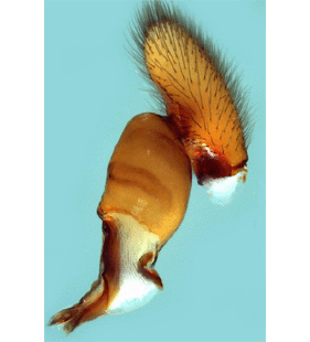 species