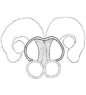 speciesimage