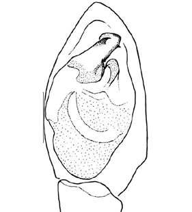 speciesimage