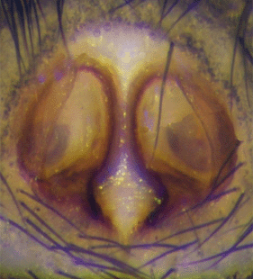 species