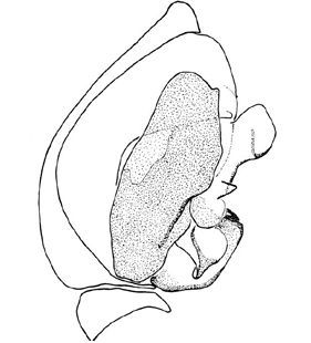 speciesimage