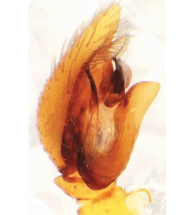 species