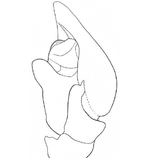 species