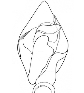 species