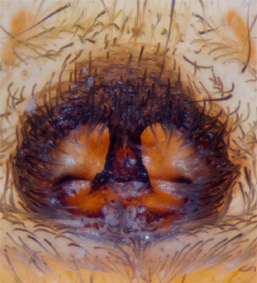 species