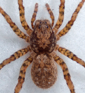 species