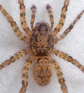 species