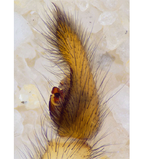 species