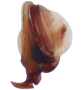 species