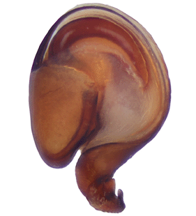 species