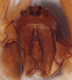 species