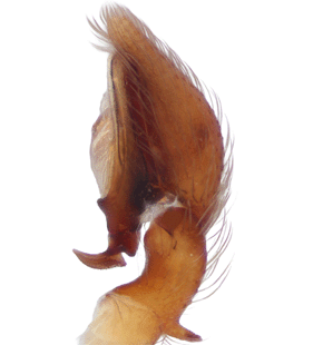 species