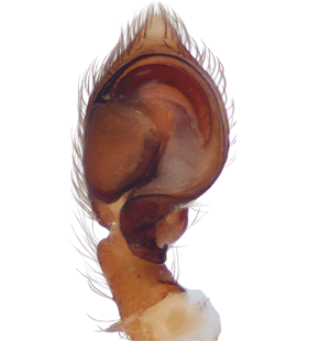 species