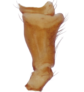 species