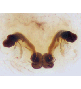 species