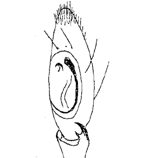species