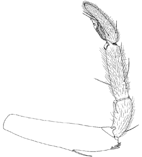 species