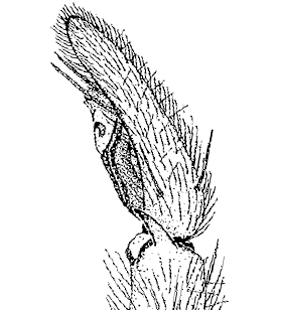 species