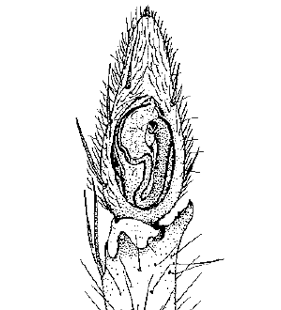 species