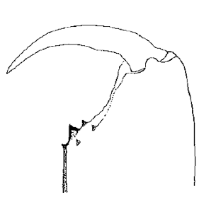 species