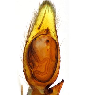 species