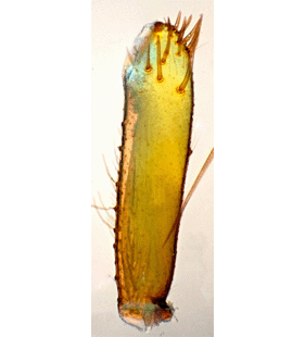 species
