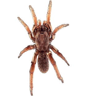 species
