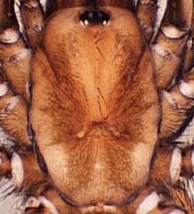species