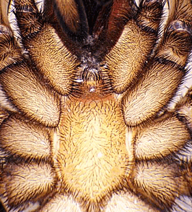 species