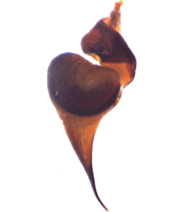 species