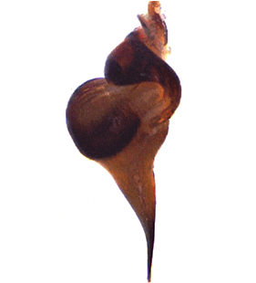 species