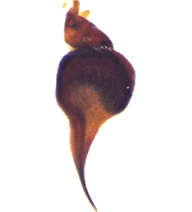 species