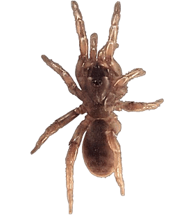 species