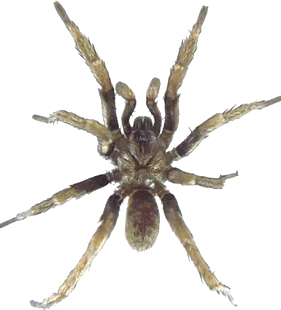 species