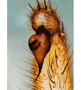 species