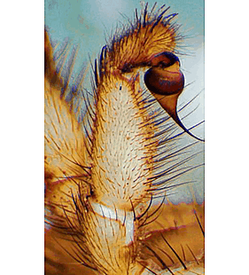 species