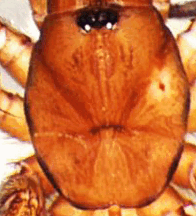 species