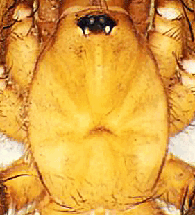 species