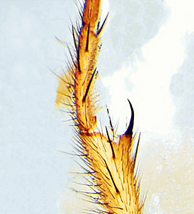 species