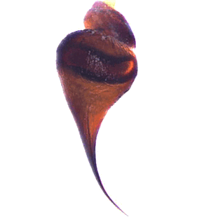 species