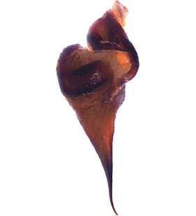 species