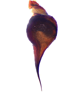 species
