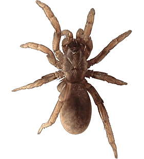 species