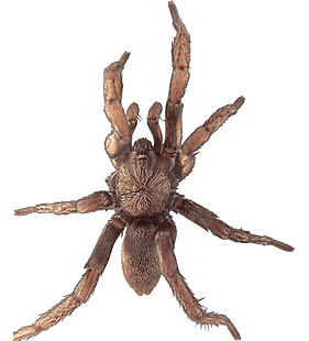 species