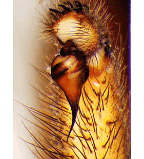 species