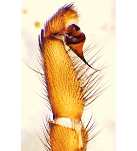 species