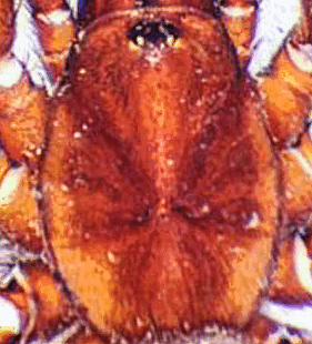 species