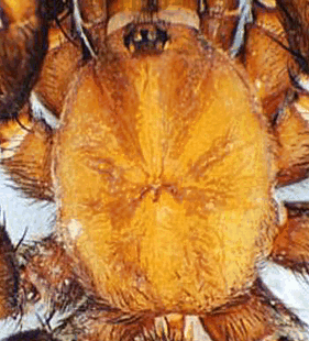 species