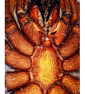 species