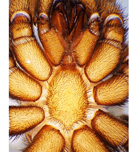 species